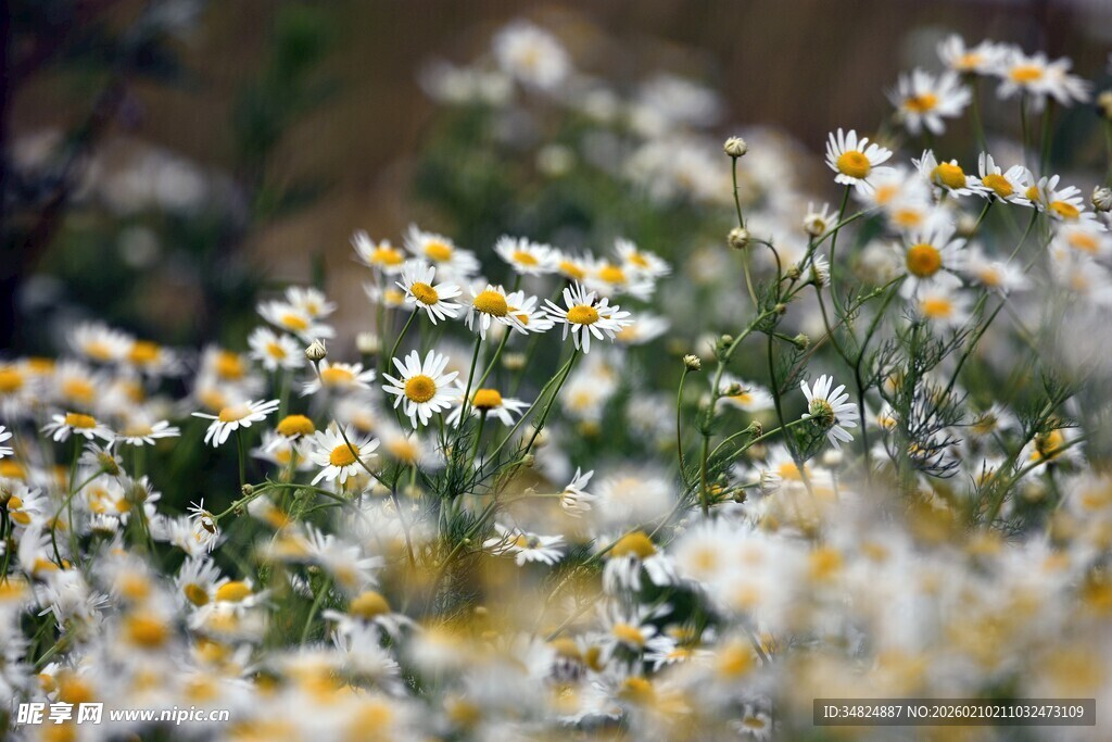 烂漫小雏菊绽放