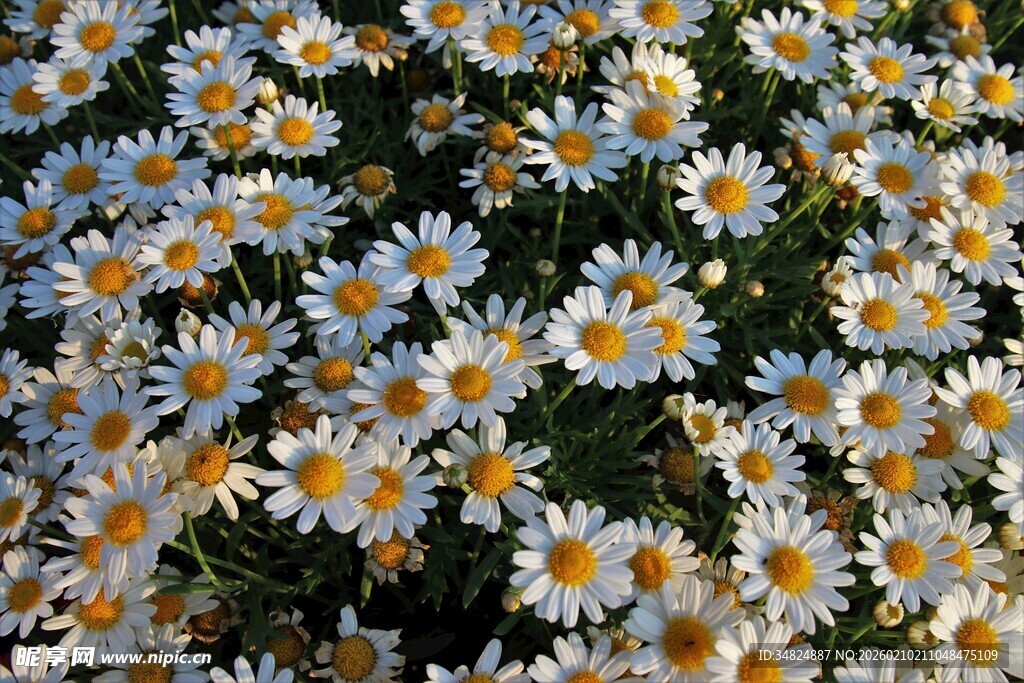 一片清新美丽的小雏菊