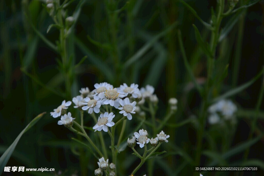 白色菊花
