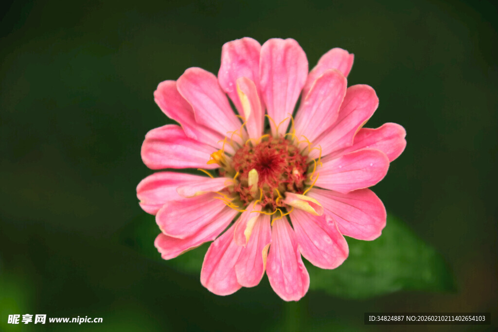 娇艳粉色百日菊绽放