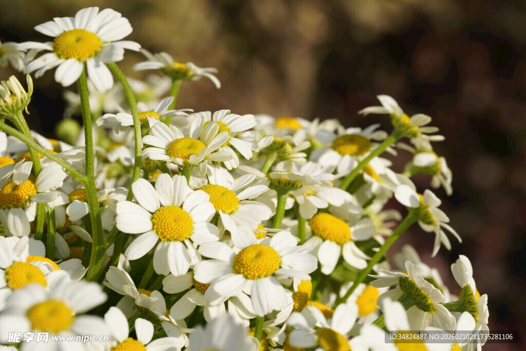 白色雏菊绽放的美丽瞬间