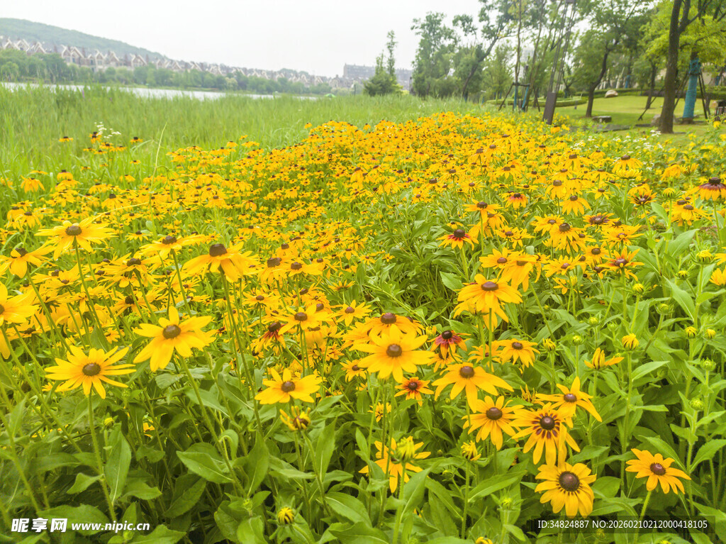 金黄灿烂的向日葵花海