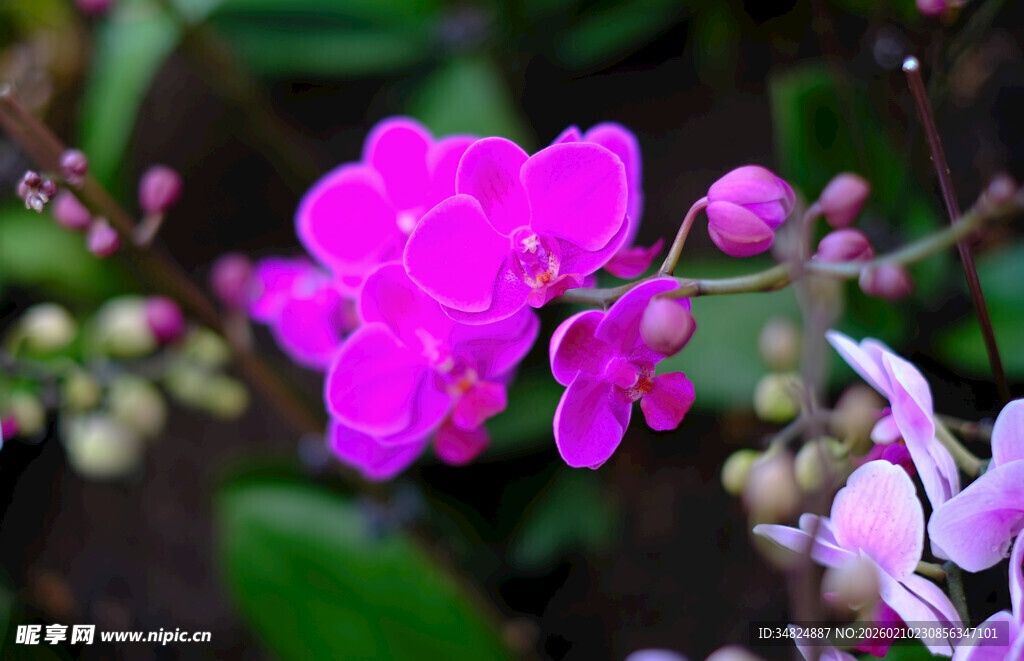 娇艳粉色兰花绽放