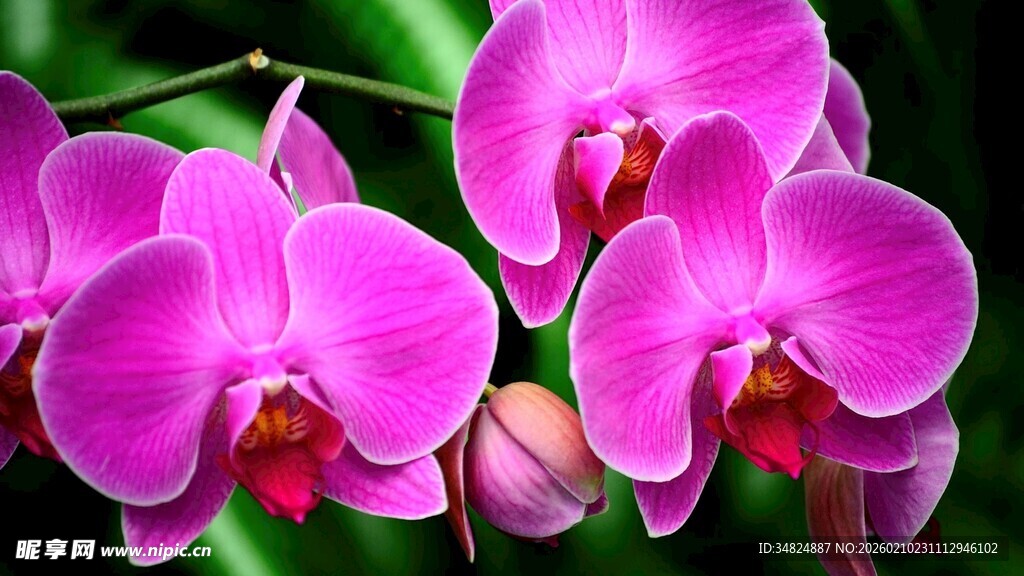 娇艳粉色蝴蝶兰绽放
