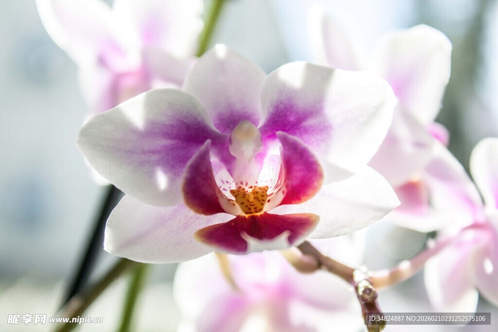 优雅绽放的美丽蝴蝶兰