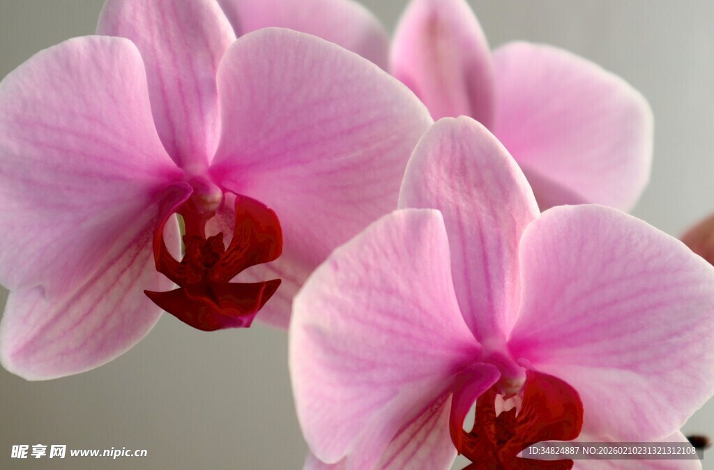 粉色蝴蝶兰绽放