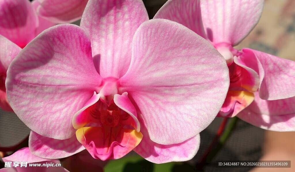 娇艳粉色蝴蝶兰绽放