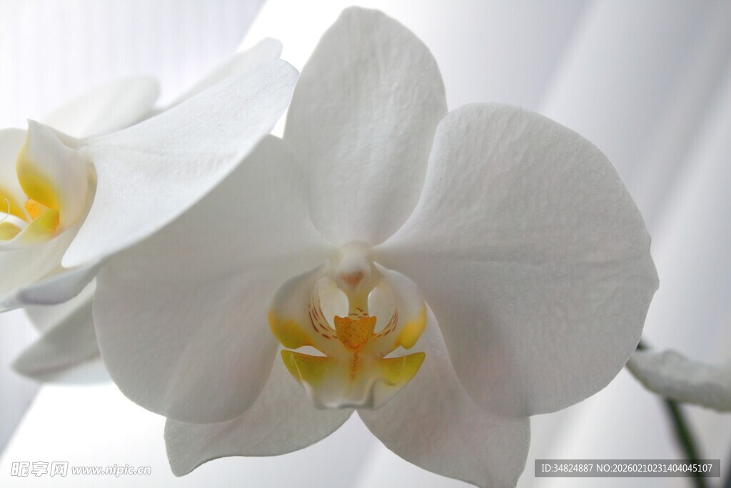 白色蝴蝶兰特写