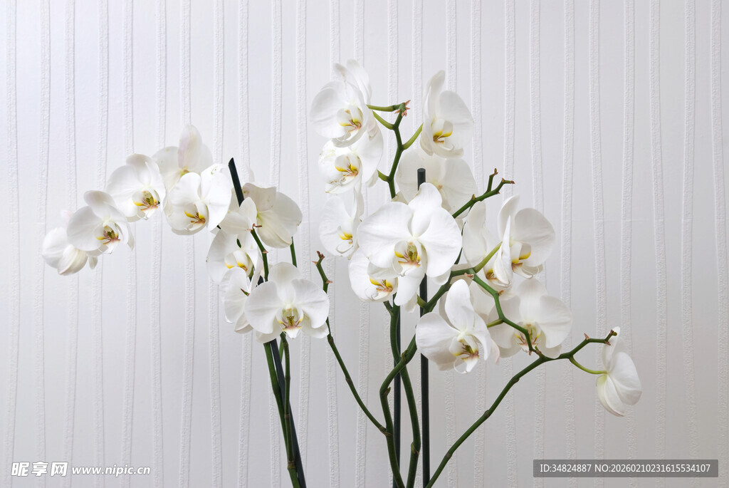 优雅白色蝴蝶兰插花