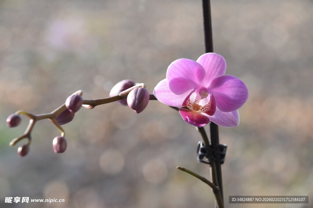 单枝绽放的美丽蝴蝶兰