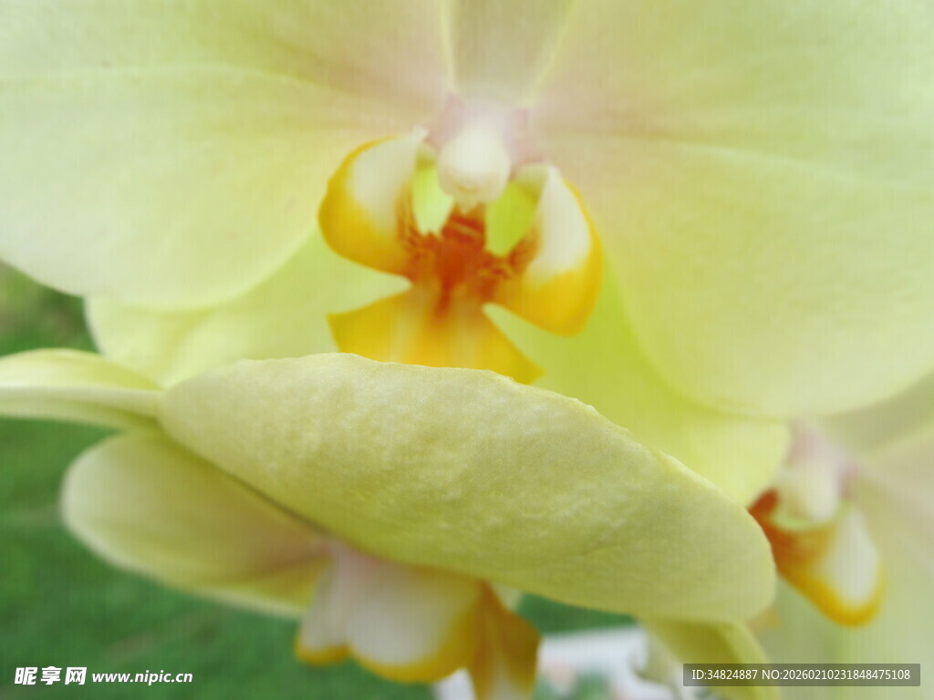 黄色蝴蝶兰特写