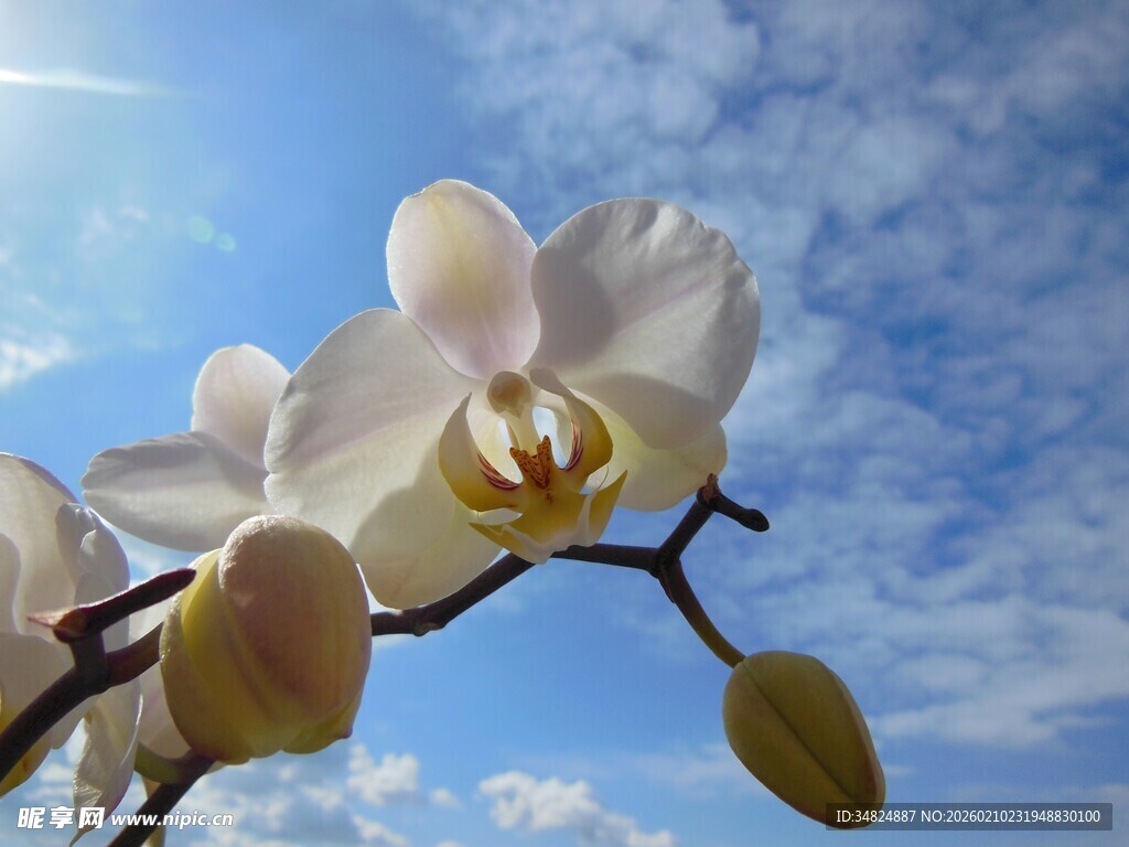 蓝天映衬下的优雅白兰花