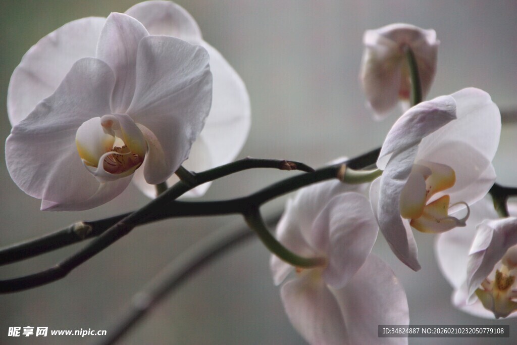 优雅绽放的白色蝴蝶兰