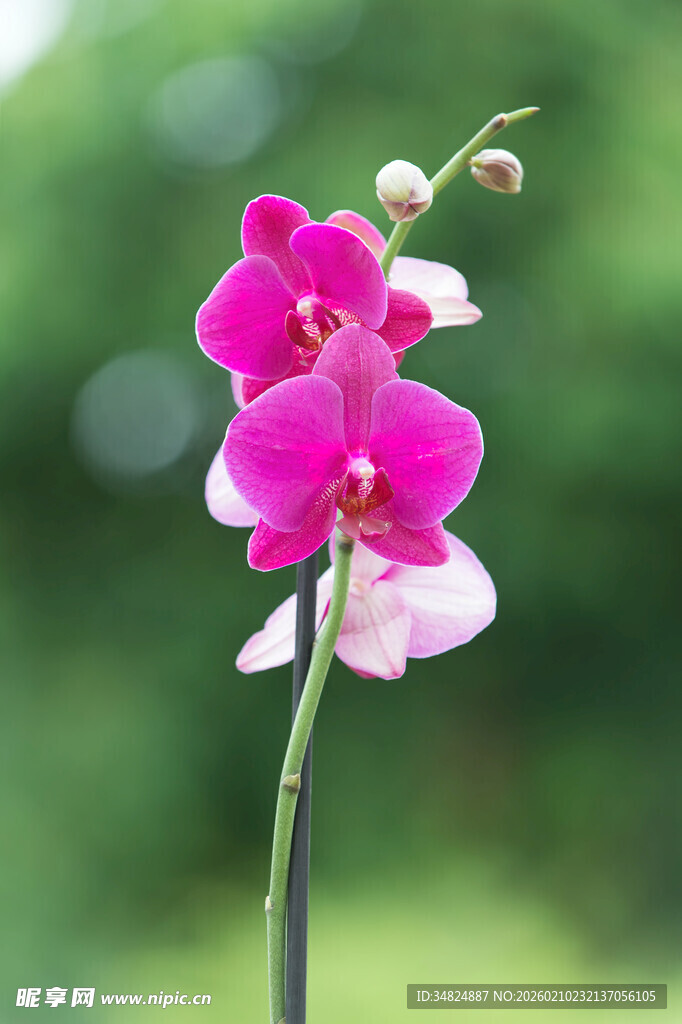娇艳粉色蝴蝶兰特写