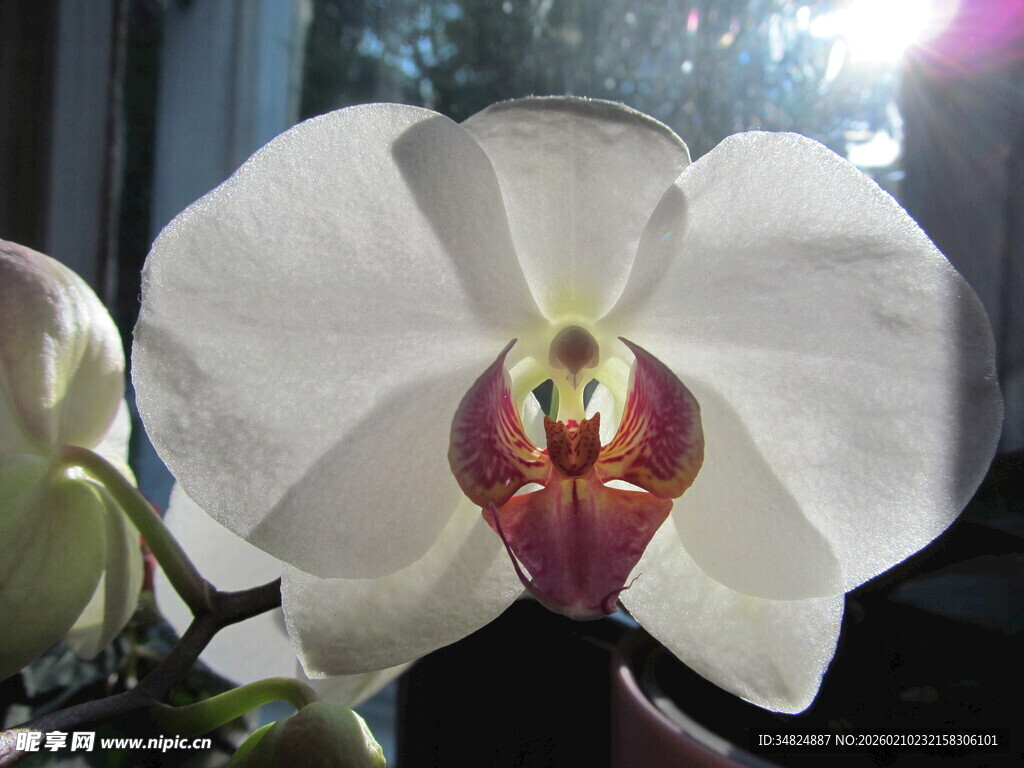 优雅绽放的白色蝴蝶兰