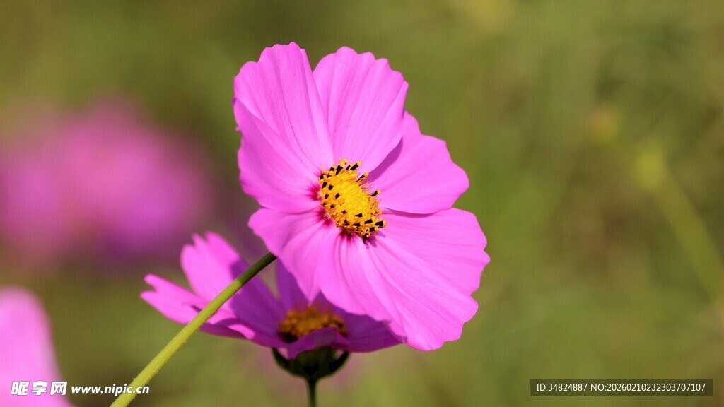 娇艳波斯菊绽放