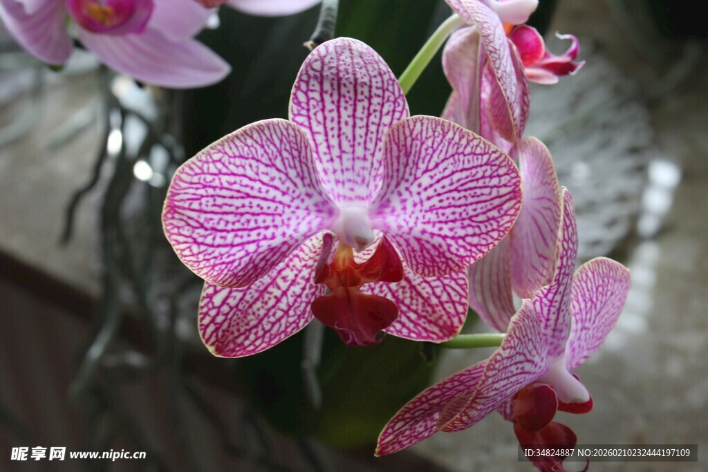 粉色蝴蝶兰特写