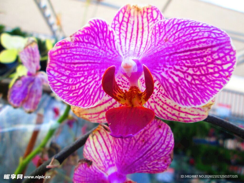 艳丽紫纹蝴蝶兰特写