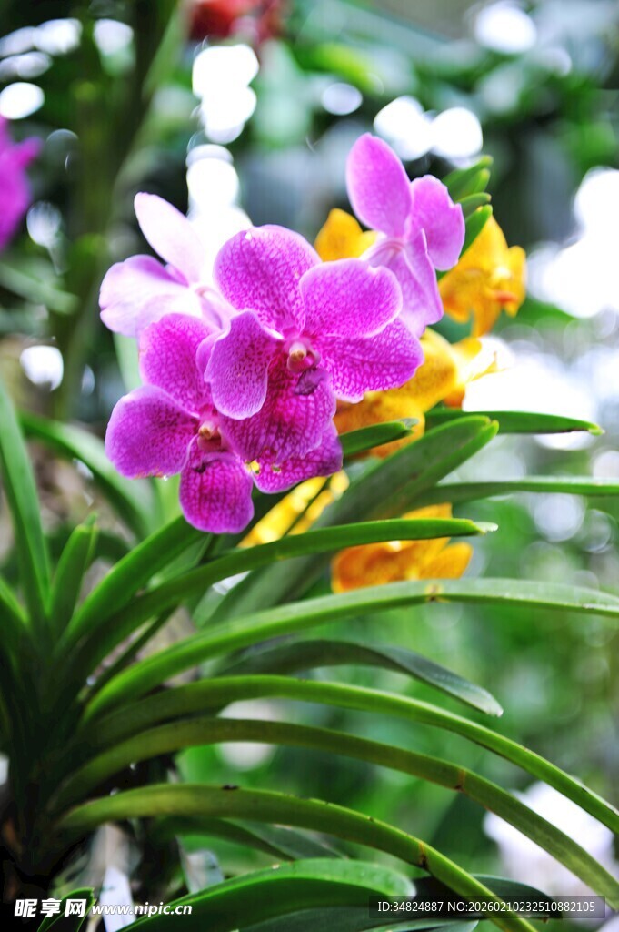 娇艳多彩兰花绽放