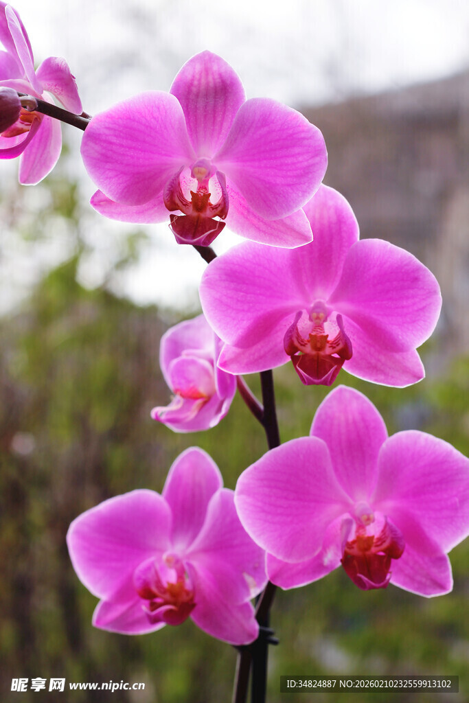 娇艳粉色蝴蝶兰绽放