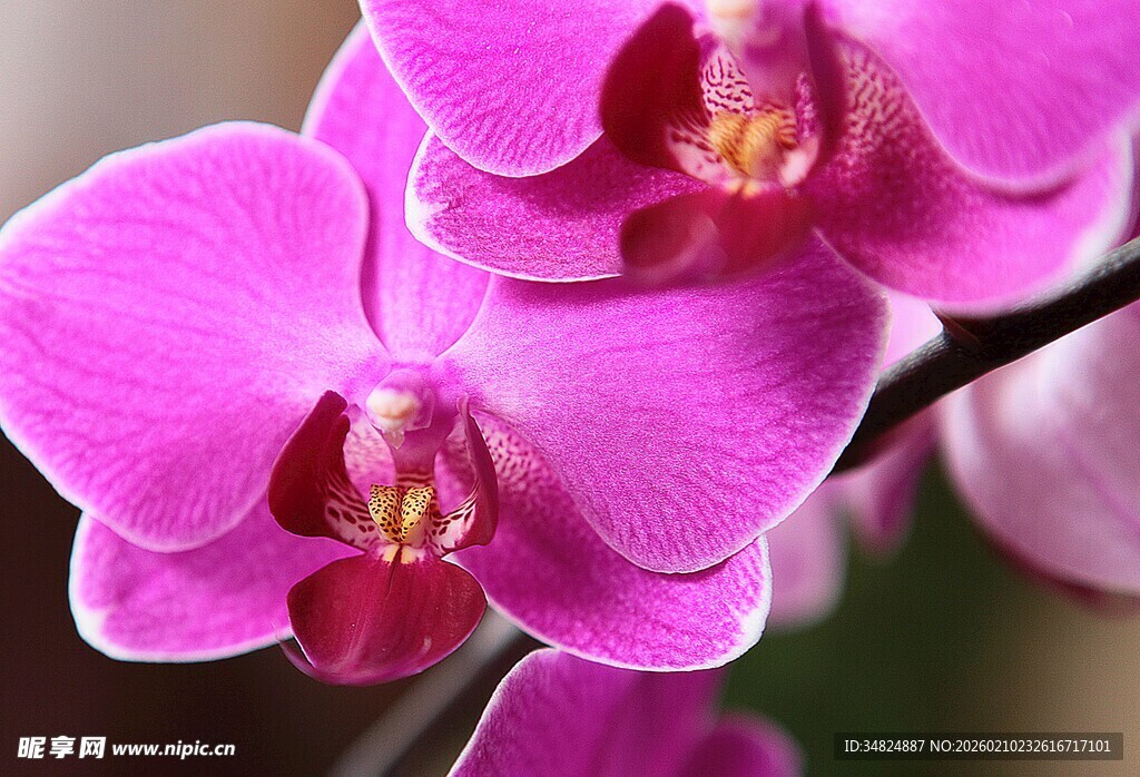 娇艳紫兰花特写