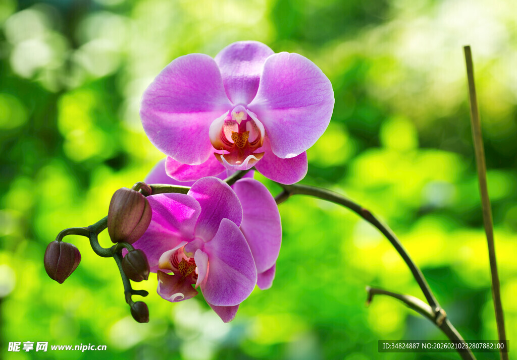 娇艳蝴蝶兰绽放绿意间