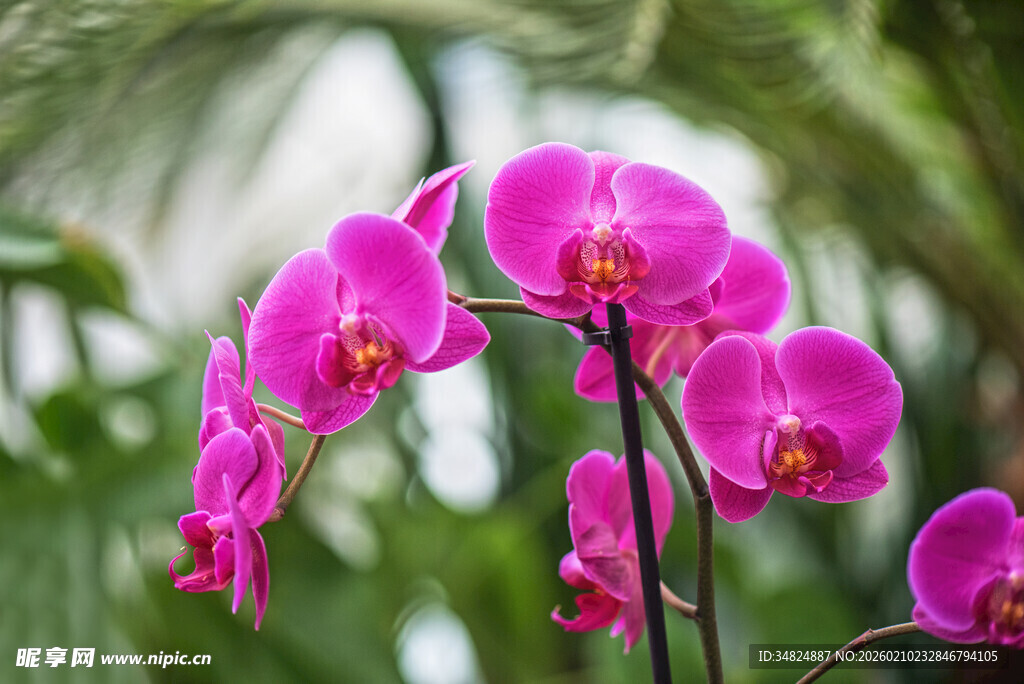 娇艳蝴蝶兰绽放绿意间