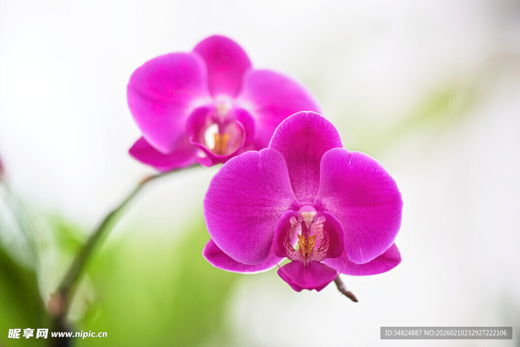 两朵娇艳的紫色蝴蝶兰