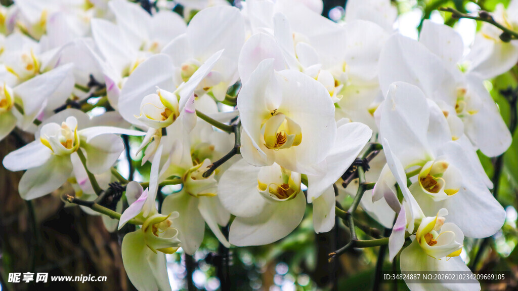 洁白兰花绽放枝头