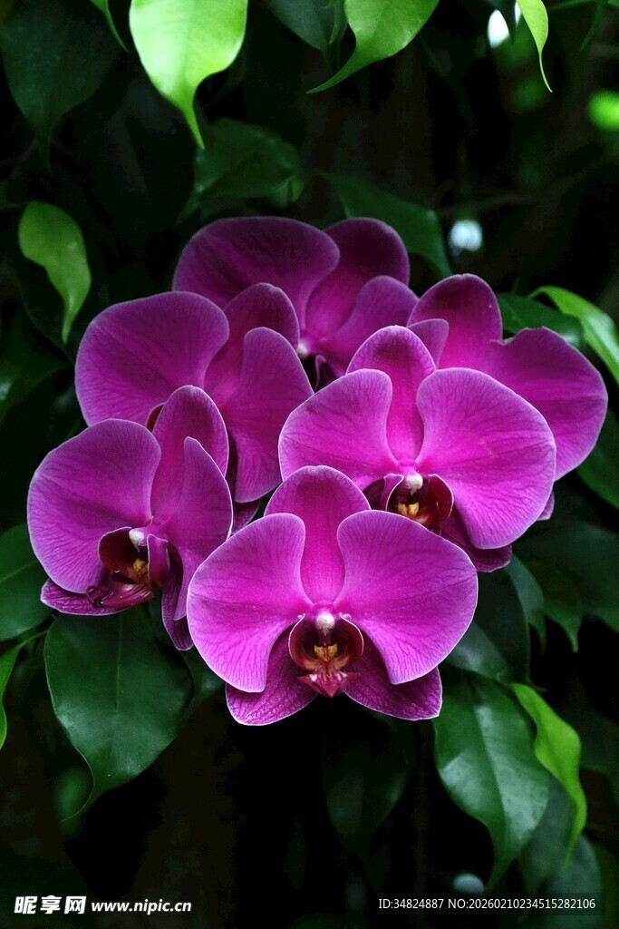 紫色蝴蝶兰绽放