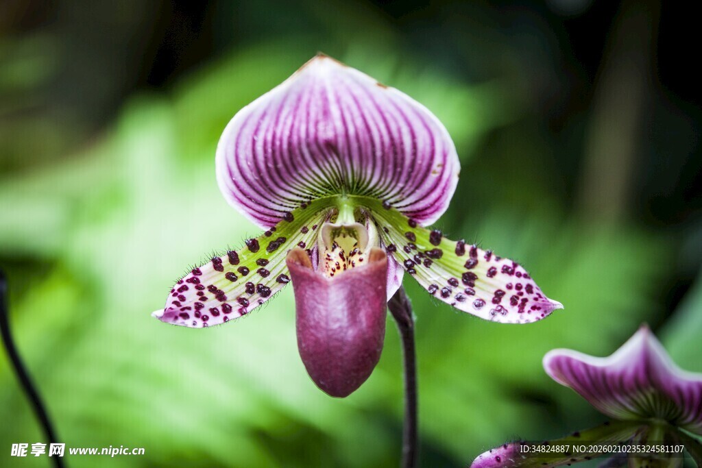 紫色兜兰花特写