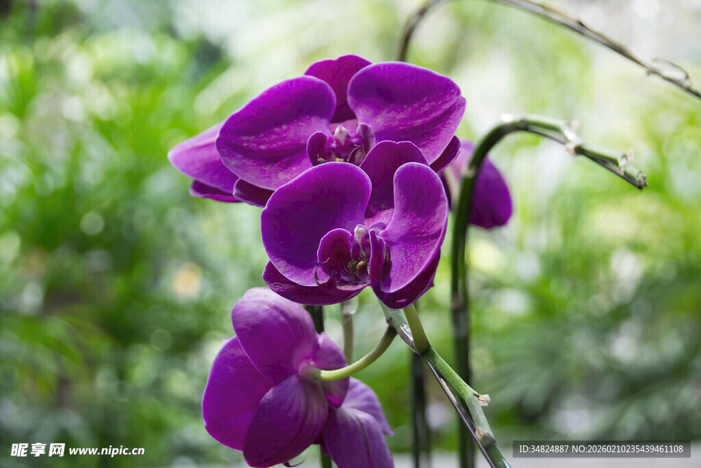 紫色兰花绽放于绿意间