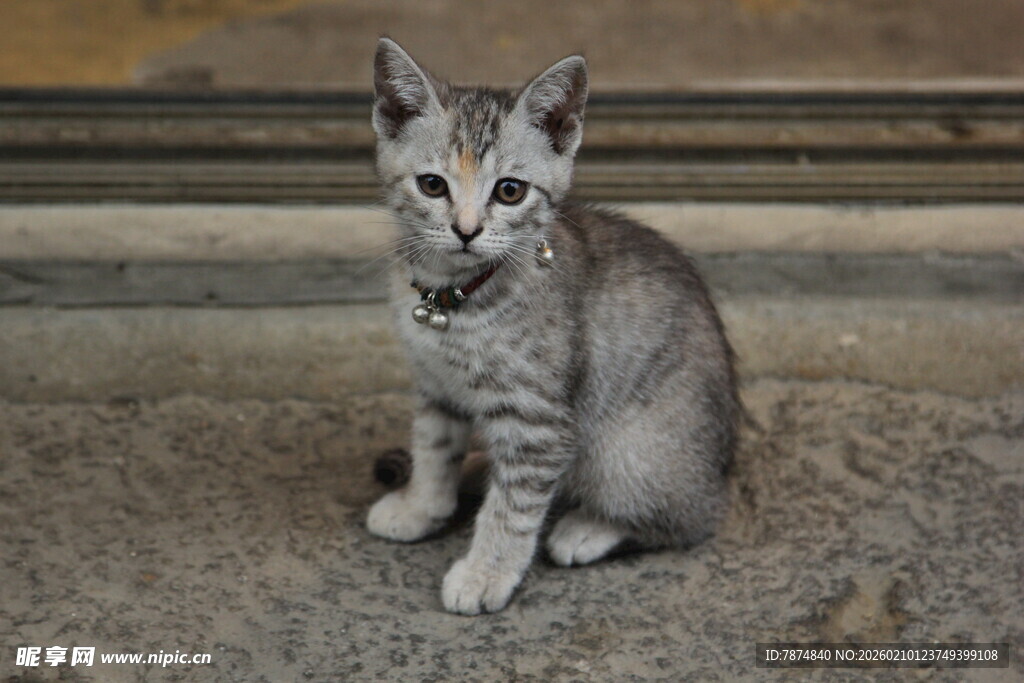 可爱小猫咪蹲坐地面