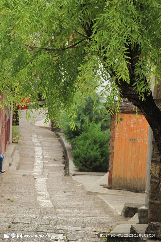乡村小巷绿树成荫景致