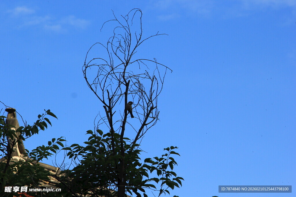 蓝天枯树旁的绿植景象