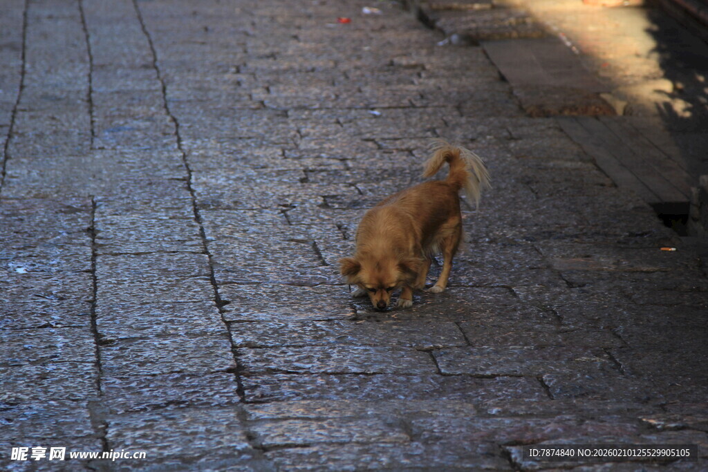 街头小狗低头嗅地面