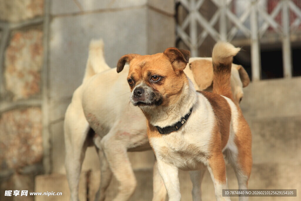 户外几只可爱的狗狗