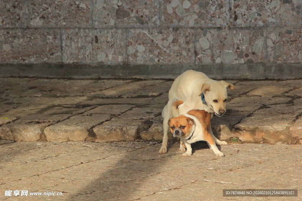 两只狗狗亲昵互动场景