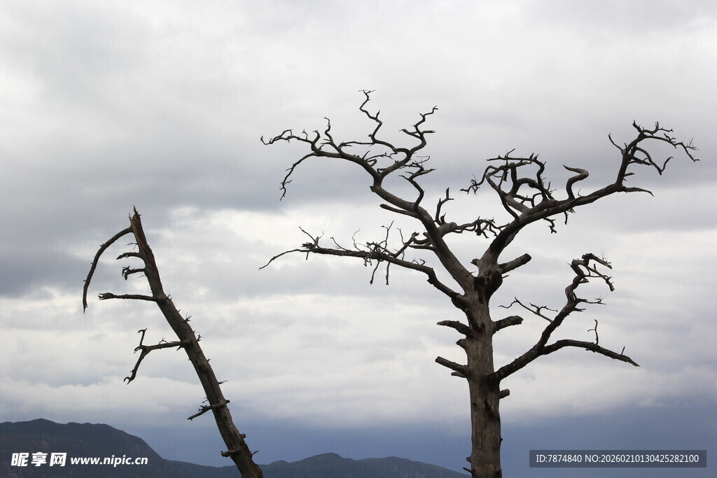枯树立于阴霾天空下