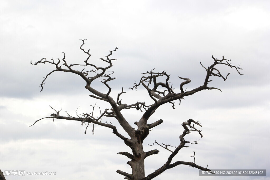 枯树挺立在灰白天空下