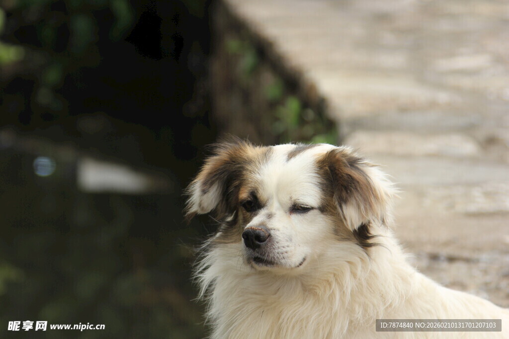 可爱小狗户外安静凝望