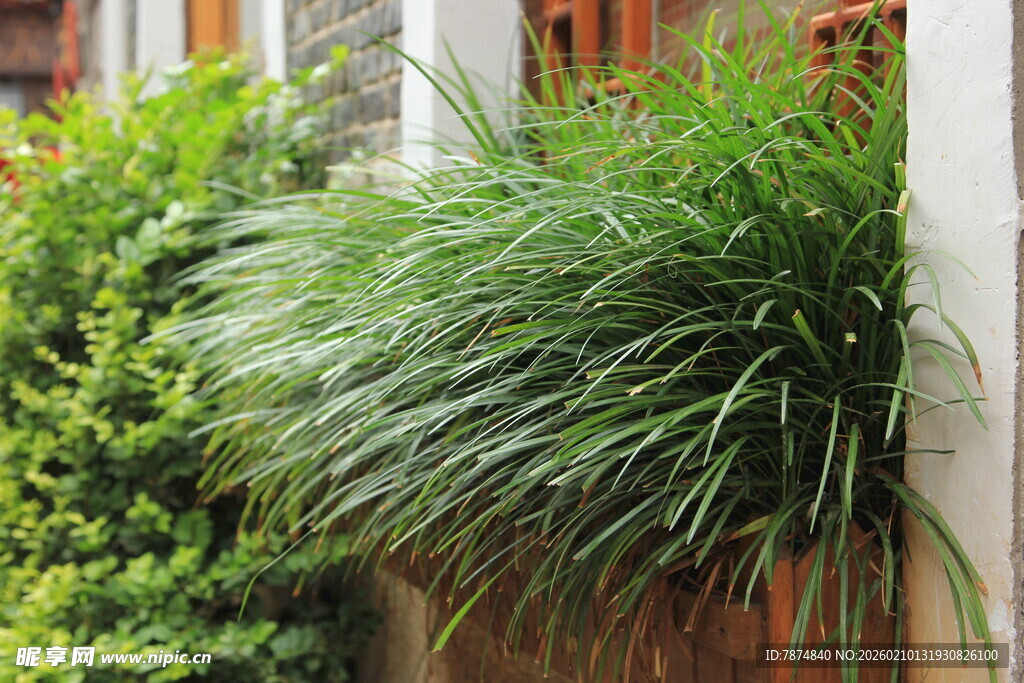 垂挂绿植装点墙面景观