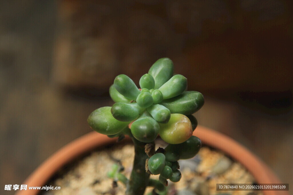 小巧多肉植物盆栽