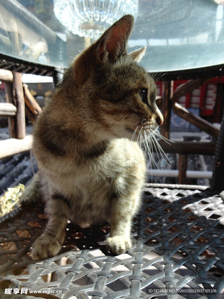 窗边小猫 专注看向远方