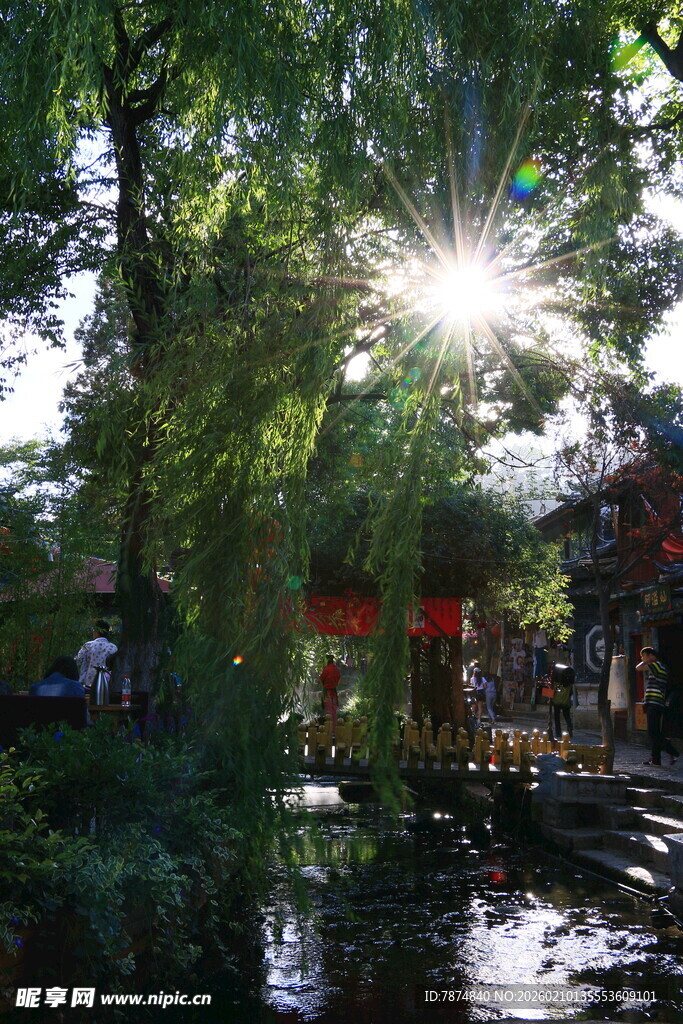 阳光洒落林间小河美景