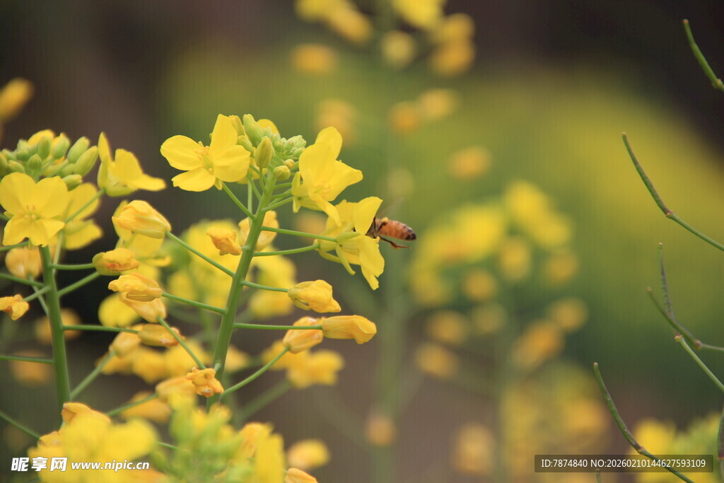 春日油菜花绽放美景