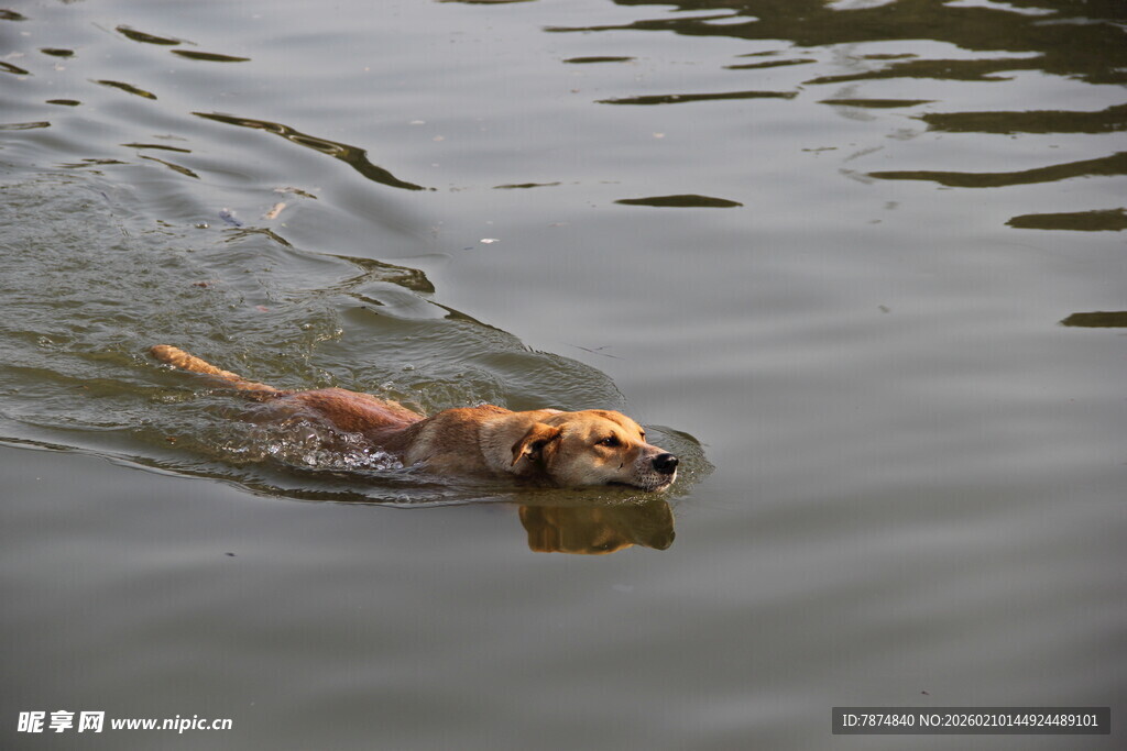 小狗水中畅游