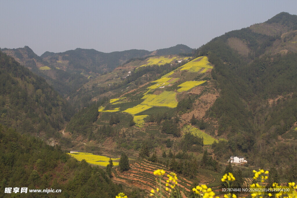 山间油菜花海美景