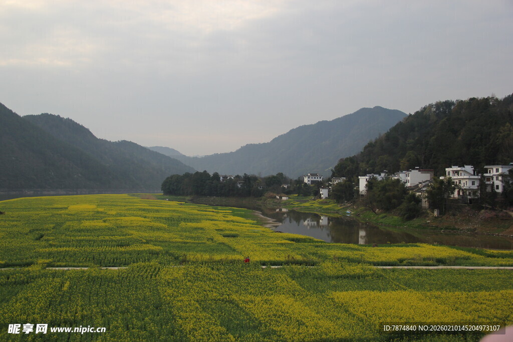 春日田野油菜花乡村美景