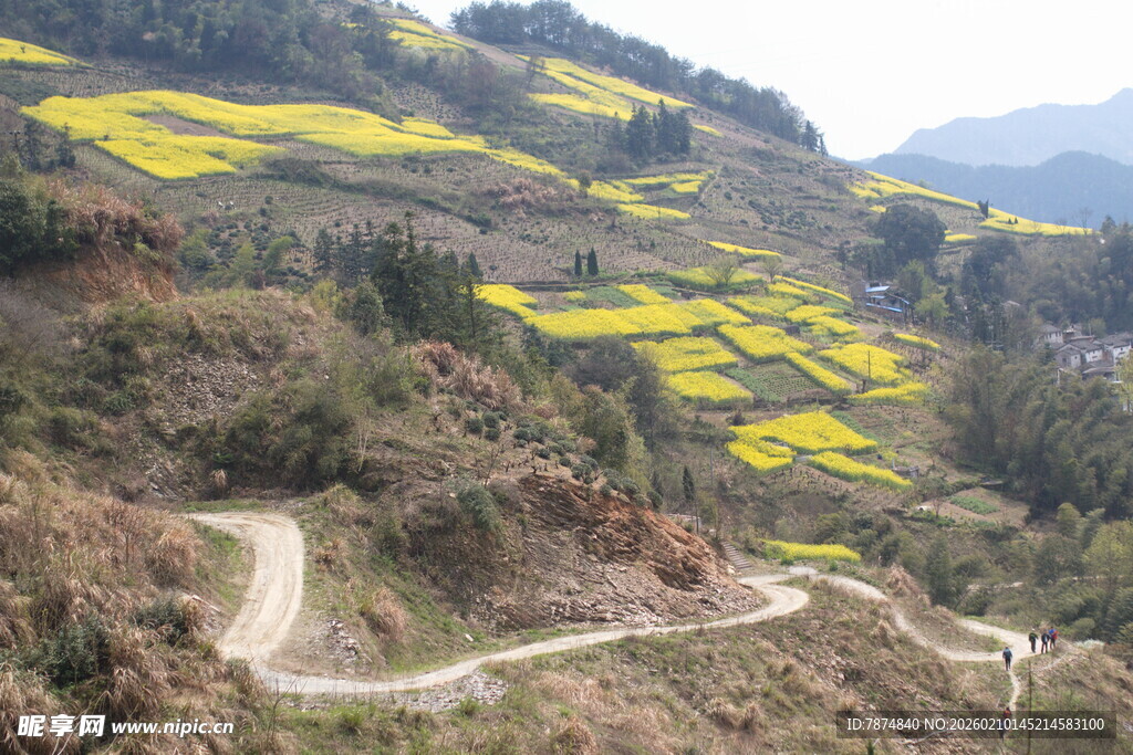 山间蜿蜒公路旁油菜花海